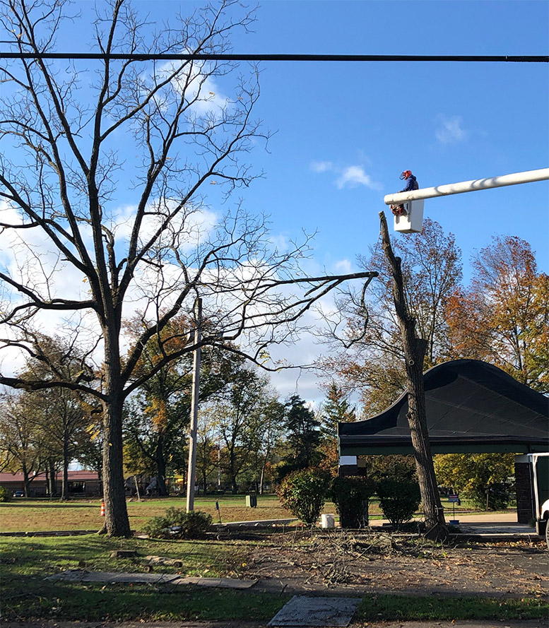 Tree removal